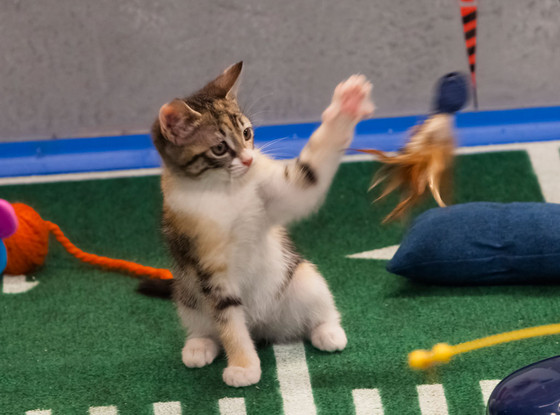 Kitten, Puppy Bowl Kitten, Puppy Bowl